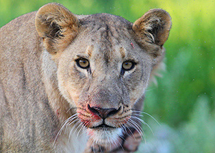 130124_etosha_namutoni_C45H9398