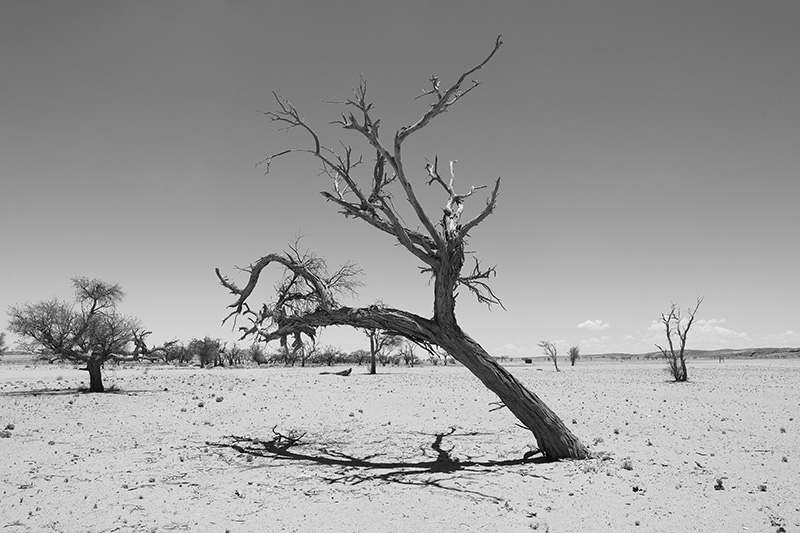 A leaning dead tree in desert near Kriess Rus in Namibia, Africa.