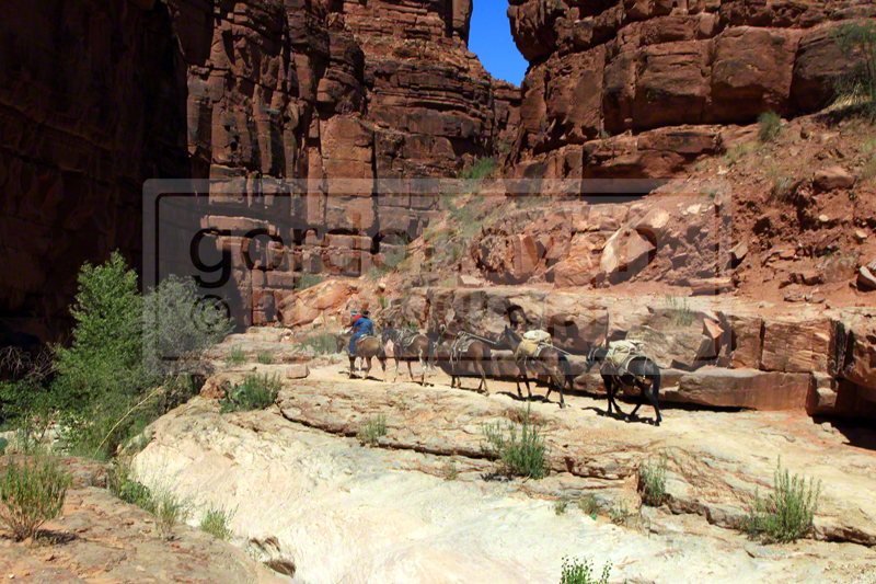 The trail carves through a narrow canyon as you make your way to the village. Please Carefully Listen for and Watch out for the mule pack trains that frequent the trail during tourist season and DO NOT wear headphones. 