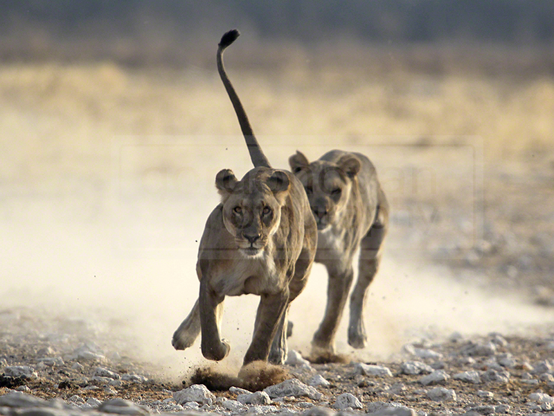 Young lions chase each other