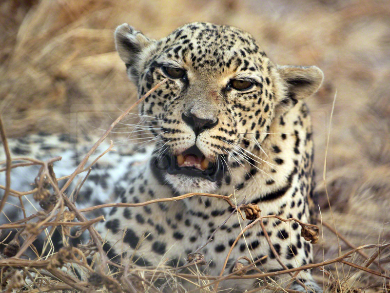 A leopard awakes after an afternoon nap and meal of springbok