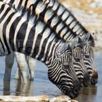 Zebras drink at the Kalkeuwel Waterhole