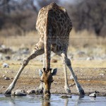 giraffe drinks from the Kalkeuwel Waterhole