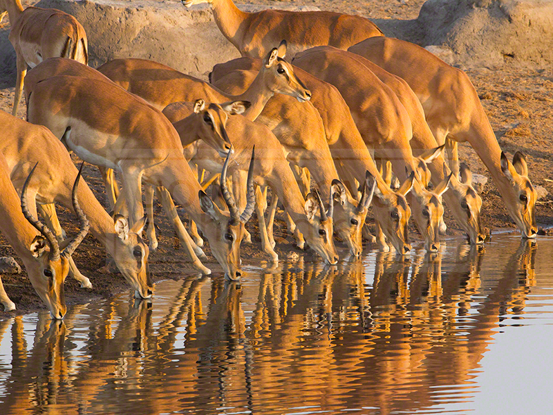 Chudob waterhole is filled with impalas