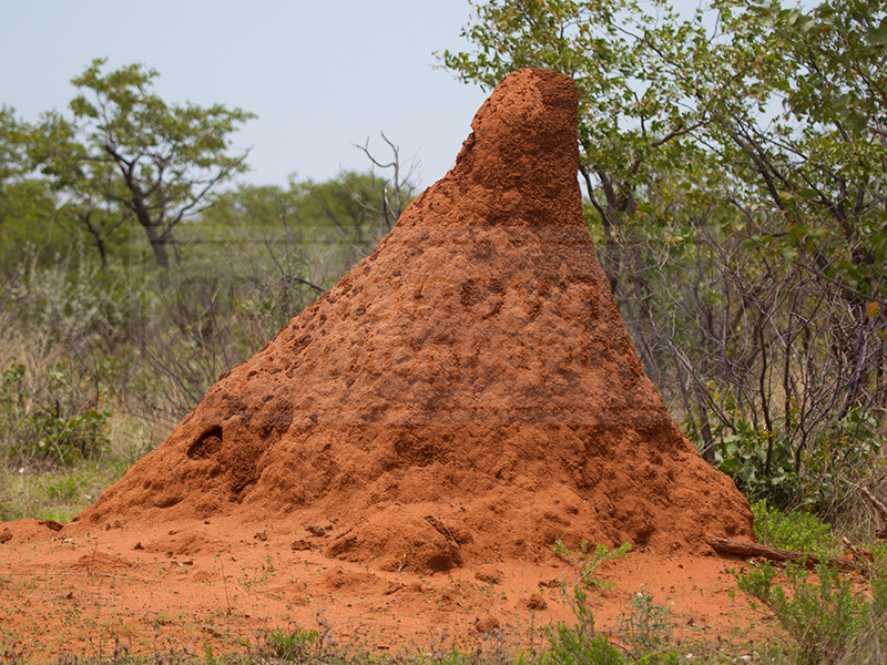 termite mounts