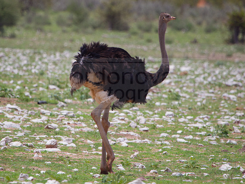 ostrich moves away slowly