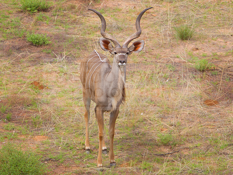 kudu looks up