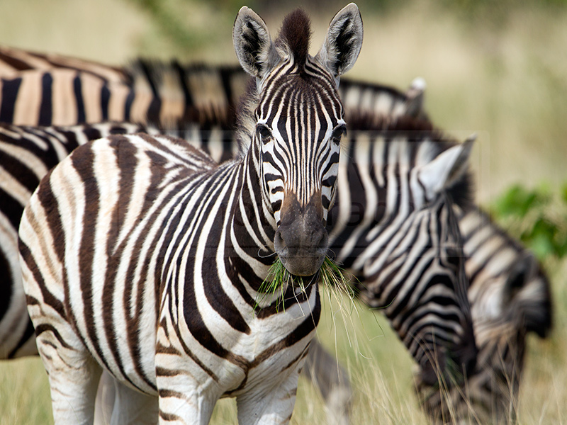zebras eat