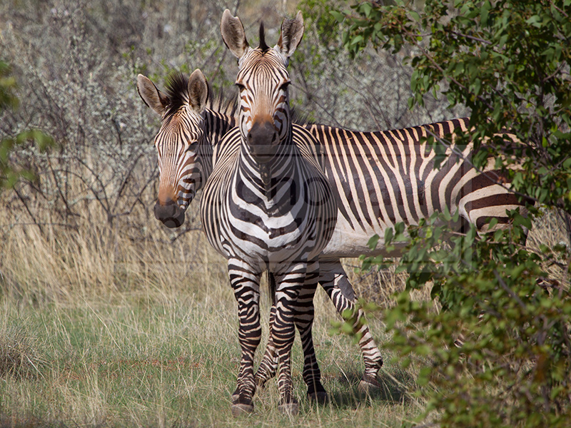 Plains Zebras take a peak from behind the brush