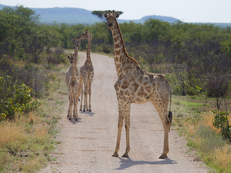 A giraffe family blocks the road