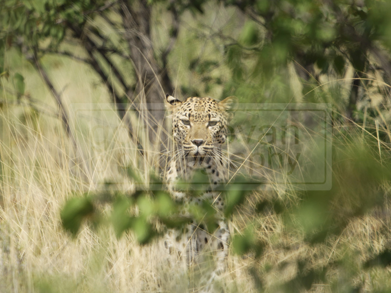 leopard looking from the brush