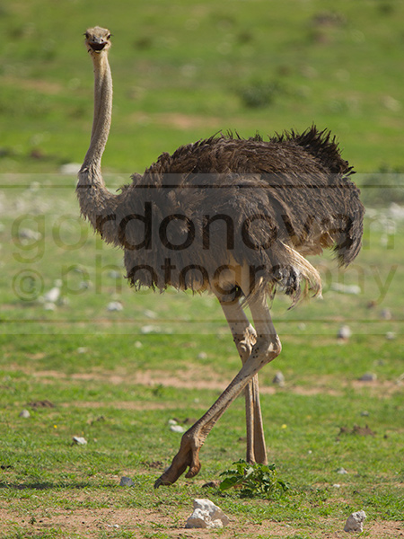 An ostrich stands still
