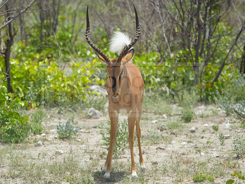 An impala shows off their fuzzy tail