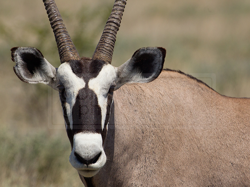Oryx grazes near the Olifantsbad Waterhole