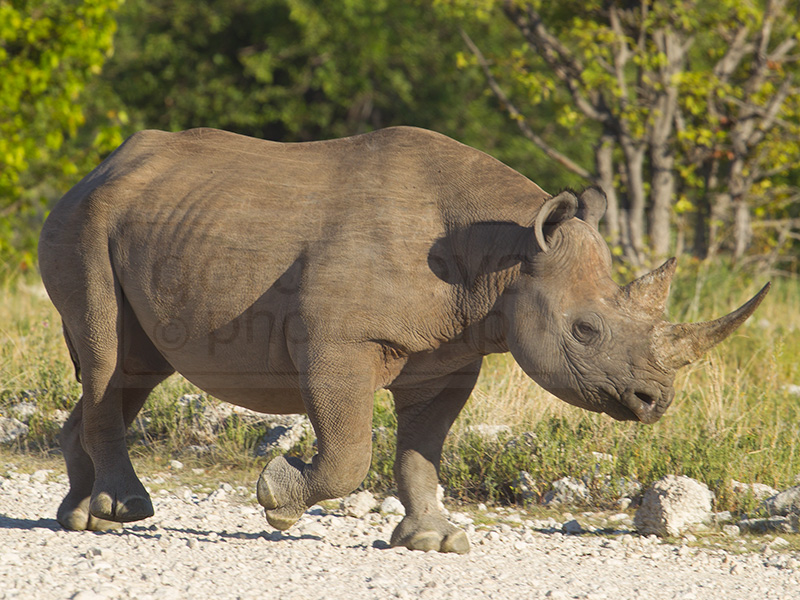 Rhino heads to waterhole