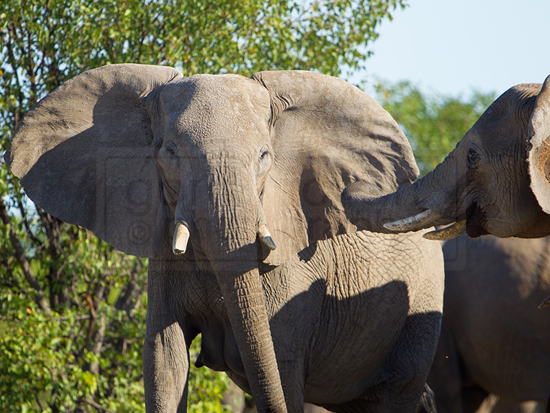 Two elephants interact at the Olifantsbad Waterhole