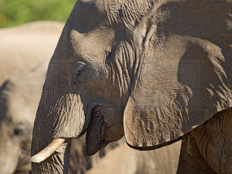 A profile of an elephant