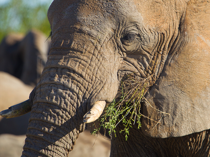 An elephant eats in the grass