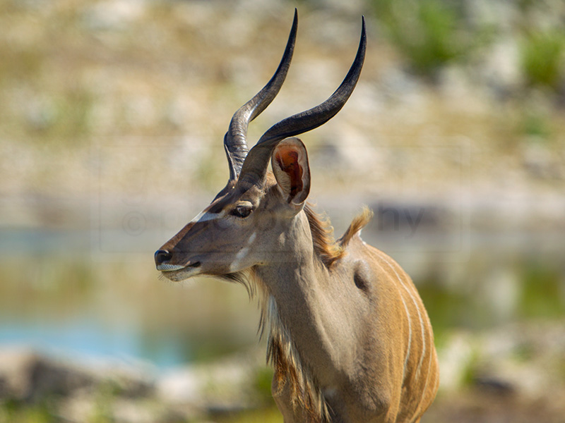 kudu looks around for predators