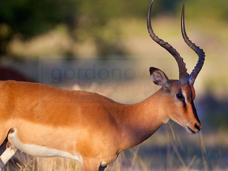 impala keeps a careful eye out for predators