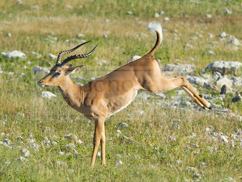 An impala hops away from the Olifantsbad Waterhole
