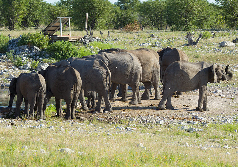A herd of elephant