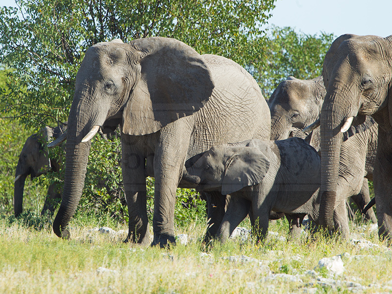 Elephants attempt to leave the Olifantsbad Waterhole
