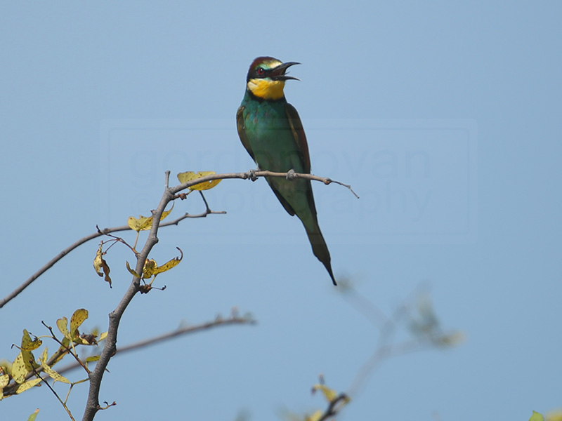 A bee-eater keeps his distance from the camera