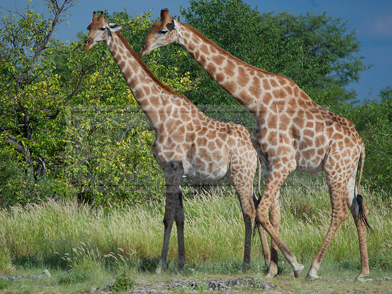 Several giraffes walk towards the Nuamses waterhole