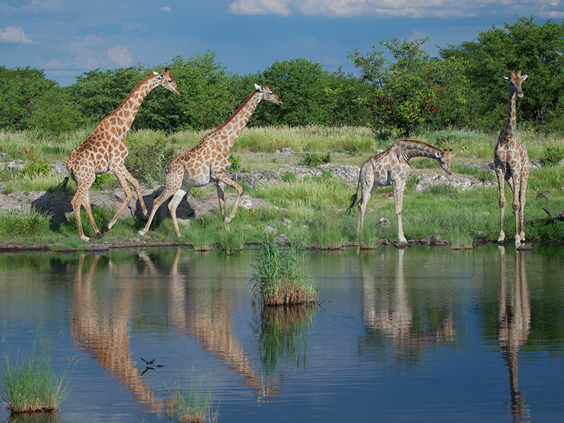 Several giraffes scurry away from the Nuamses waterhole