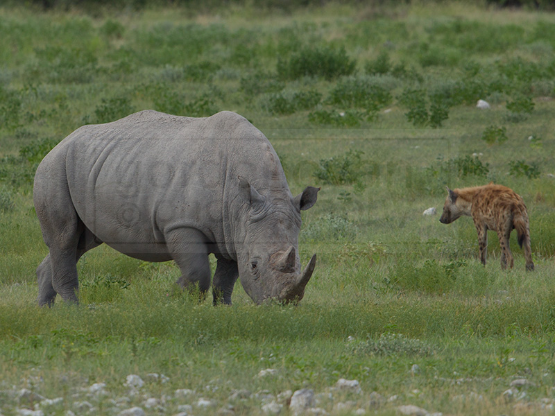 rhino surrounded by hyena