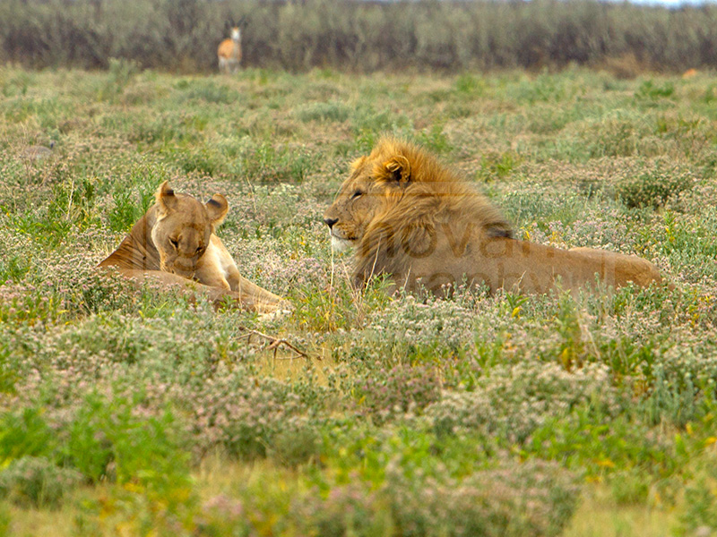Two lions lounge in the grass near Gemsbokvlakte