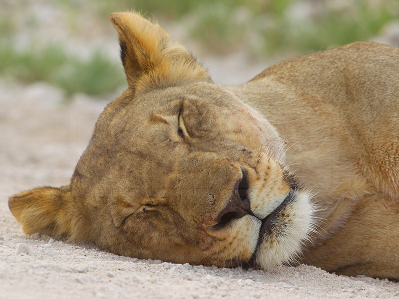 A lioness naps along the side of the road