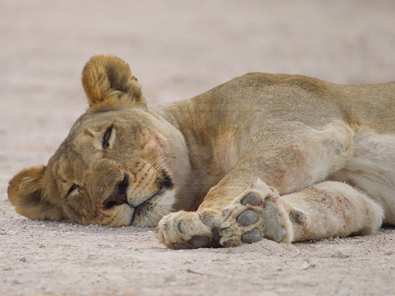A lioness awakes from a nap