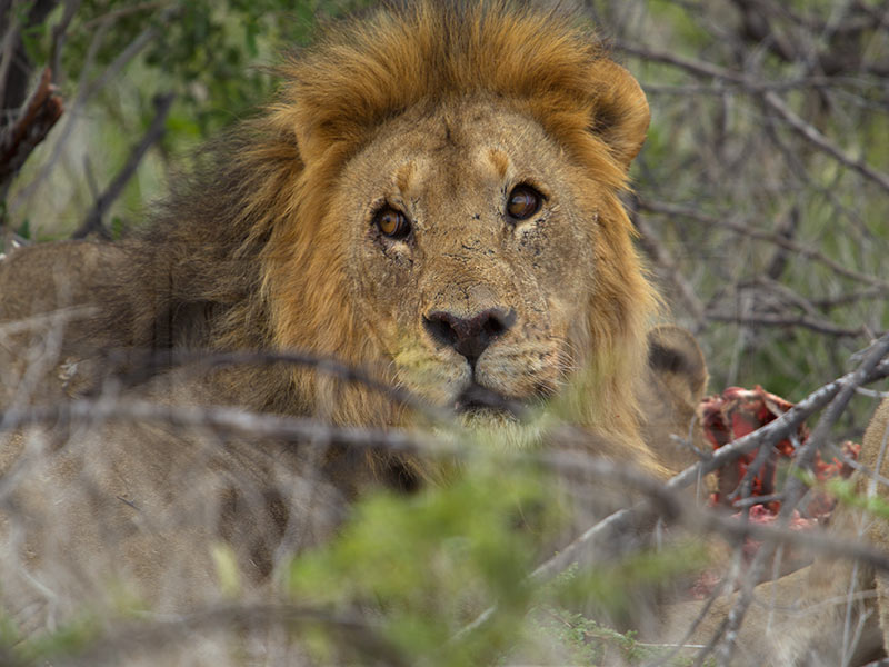 A lion turns to look at noisy Germans while dining on an oryx