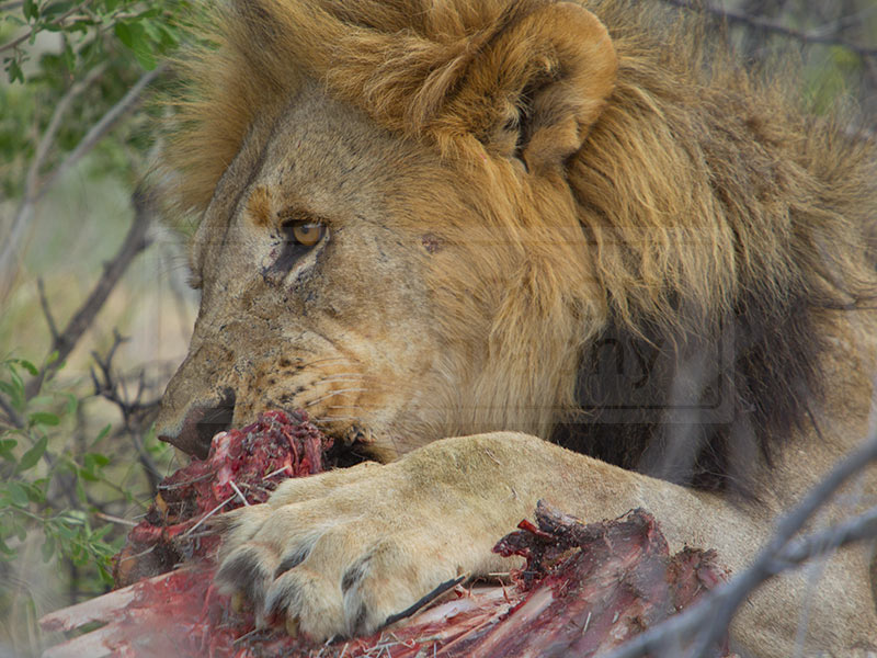 A lion grips with his big paw to chew up the meat off the bone