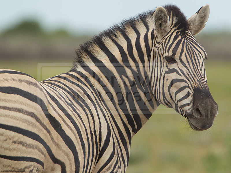 zebra turns and poses for the camera