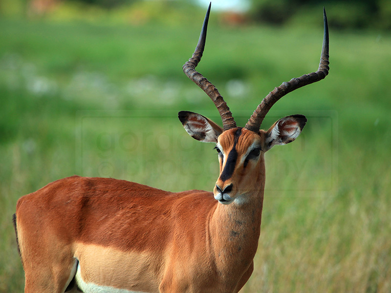 An impala checks out the vehicle and human photographing him