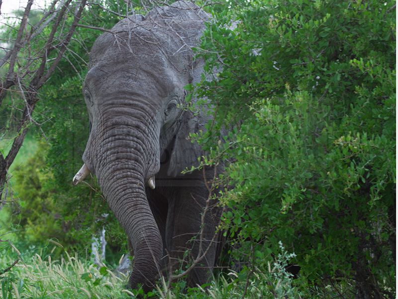 elephant emerges from the trees