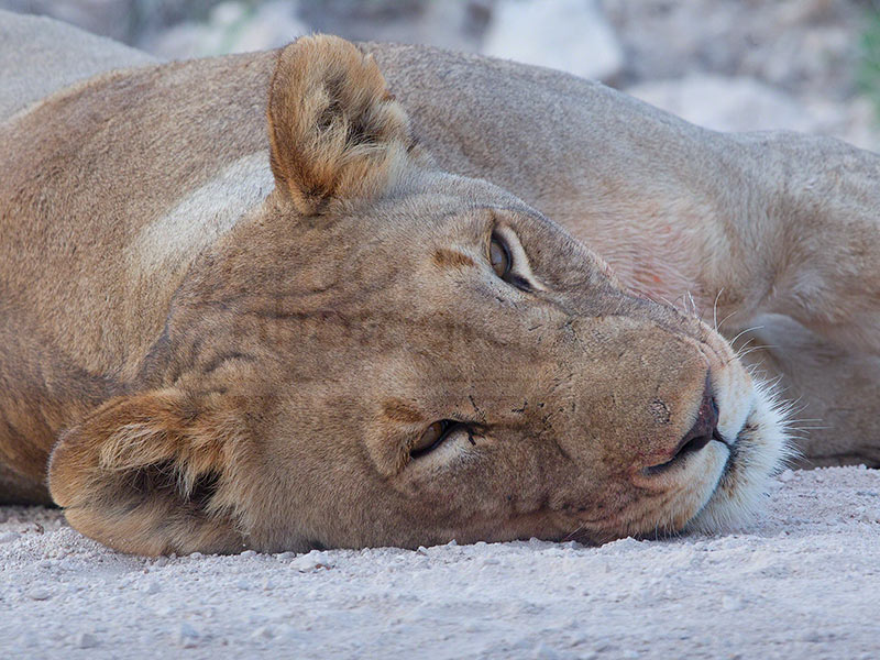 A lioness rests along the side of the main road