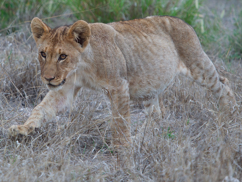 lion cub walks in the grass