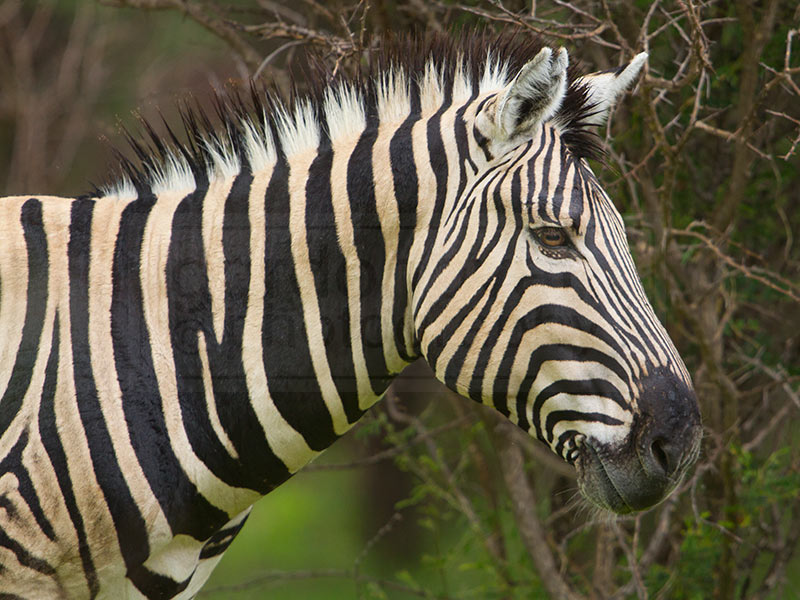 A zebra gives us the eye
