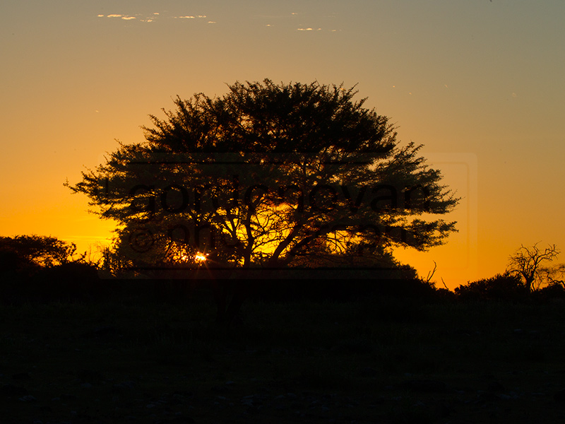 sun rises behind the tree