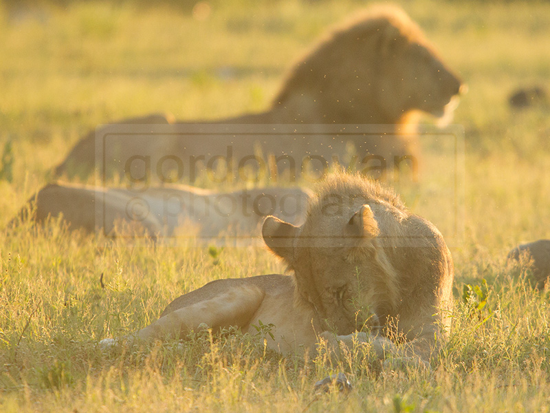 lion does some grooming in the grass