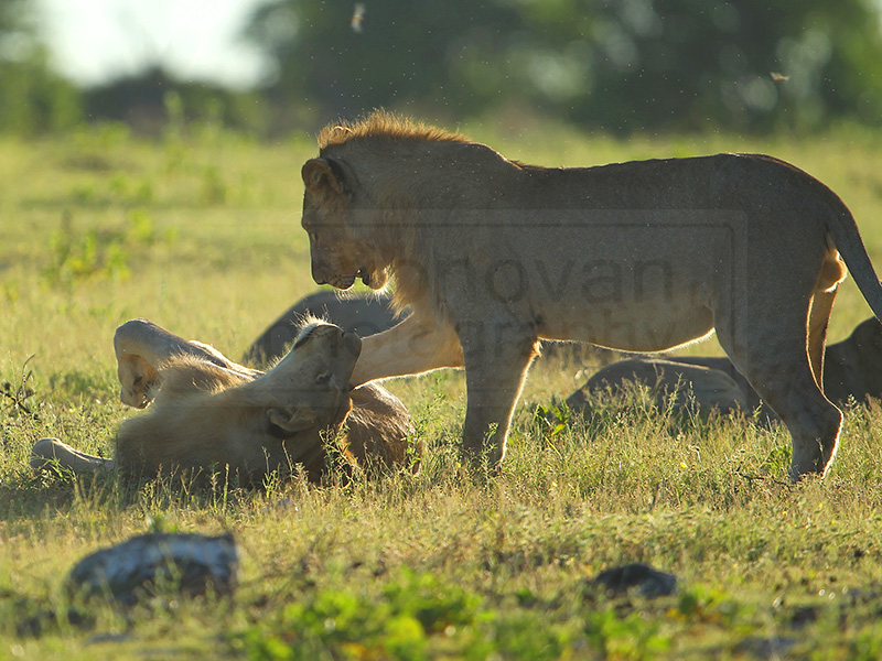 lion gets playful with a sibling
