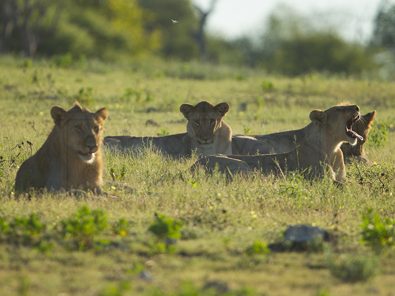 Several lions enjoy their day off in the grass