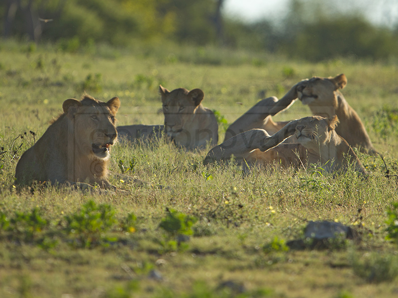 wo lions synchronize scratches while laying around in the grass