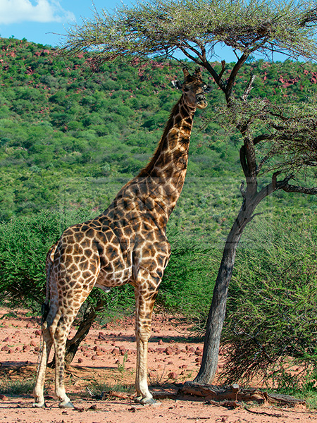 A giraffe dines on a tree