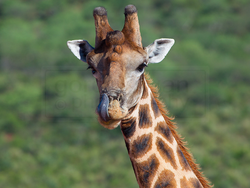 Giraffe takes a break from eating