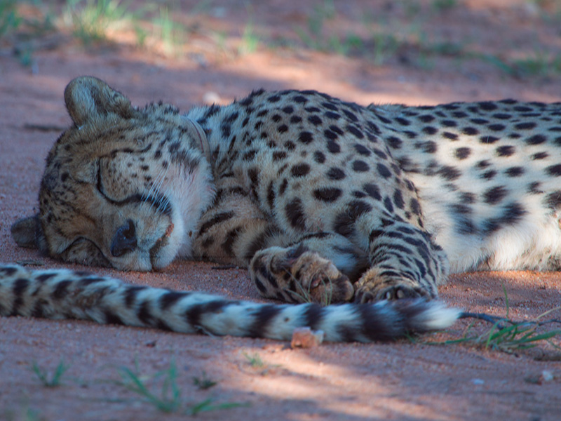 A cheetah naps under a tree at the Okonjima Game Reserve